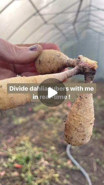 Kim | Busy Bee Farm & Florals on Instagram: "Here is part 1 of a real-time dahlia tuber divide. I will try to post some more videos in real-time as this is a request I get often and it seems there is a lot of interest. I know watching videos of others dividing their dahlias is what gave me the confidence to try it myself. I hope this is helpful to even one person! If you’re curious why I snip the root end off of our tubers, the dahlias don’t need this to grow the following season and it is an opportunity for me to check for rot. Also, I have thousands of tubers to store, so anything I can do to save space really helps 💞 #dahlia #dahliagrower #dahliatips #dahliastorage #dahliatubers #dahliagarden #beginnergardener" How To Divide Dahlia Tubers, Planting Dahlia Tubers, Dahlia Storage, Dahlia Planting, Hawaii Garden, Dalia Flower, Dahlia Flower Garden, Dahlia Care, Dahlia Garden