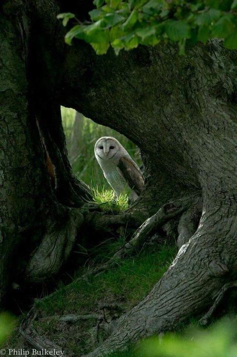 Owl Pictures, Beautiful Owl, Barn Owl, Little Birds, Garden Cottage, Birds Of Prey, Animal Photo, Nature Animals, 귀여운 동물