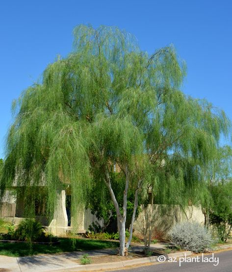 Desert Willow (Chilopsis linearis) Trees are a treasure to us that live in the Southwest where the sun can be relentless with its intensity. We all know the delight of stepping into the cool shade of a tree during a hot summer’s day where their canopy provides blessed relief. Honey Mesquite Bosque (Prosopis glandulosa) at... Desert Willow Tree, Southwest Garden, Mesquite Tree, Desert Trees, Desert Willow, Arizona Landscape, Natural Pond, Pond Landscaping, Backyard Water Feature