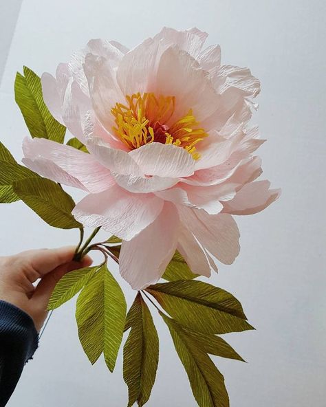 1000+ ideas about Tree Peony on Pinterest | Peony flower, Peony ... Castle In The Air, Tree Peony, Illustration Botanique, Crepe Paper Flowers, Paper Flowers Diy, Peony Flower, Beautiful Blooms, Flowers Nature, Flower Photos