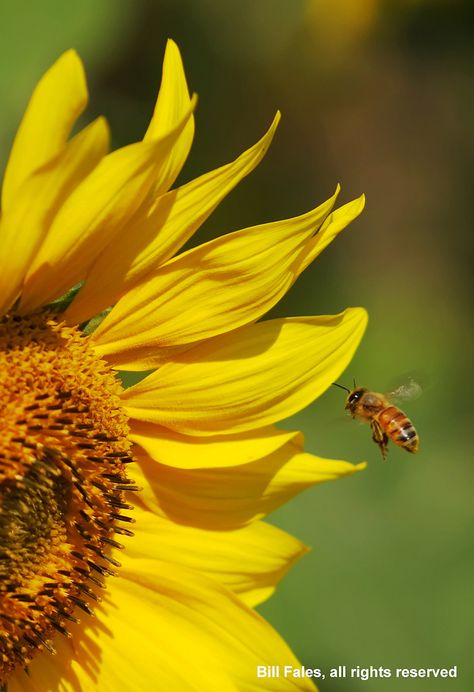 Sunflower Wedding Decorations, Bee Artwork, Flowers Sunflowers, Bee Pictures, Sunflowers And Daisies, Sunflower Wallpaper, Beautiful Bugs, Sunflower Art, Happy Flowers