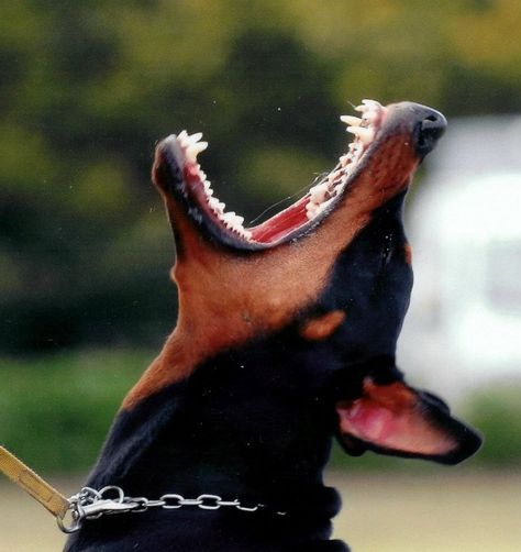 Ahhhhhh #Dobie. Now that's funny.... Doberman Puppies, Pretty Flacko, Dog Faces, Pinscher Dog, Doberman Pinscher Dog, Scary Dogs, Doberman Puppy, Doberman Dogs, Dark Soul