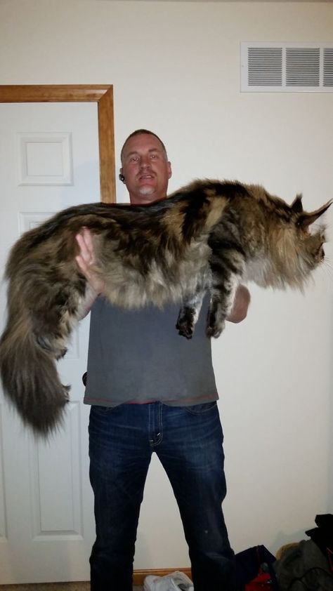 16+ Maine Coon Cats That Will Make Your Cat Look Tiny Cat Cool, Huge Cat, Angora Cats, Giant Cat, Long Cat, Forest Cat, Norwegian Forest Cat, Cat Facts, Kitty Kitty