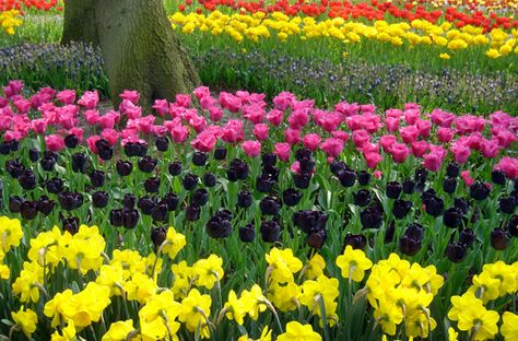 Floriade in the Netherlands Layering Bulbs, Garden Layering, Bulb Garden, Garden Tool Organization, Spring Garden Flowers, Classic Flower, Exterior Renovation, Spring Pictures, Tulip Bulbs