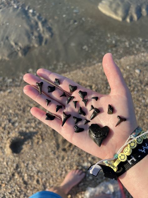 Shark Teeth Aesthetic, Sharks Teeth, Sharks Aesthetic, Shark Aesthetics, Beach Coral, Forever Book, Marine Biologist, Marine Conservation, Ocean Vibes