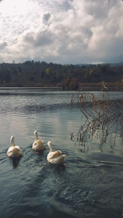 House Hillside, Lakehouse Aesthetic, Lake House Dock, Slow Living Aesthetic, Hillside Landscape, Aesthetic Country, Living Aesthetic, Landscape Autumn, Lakeside View