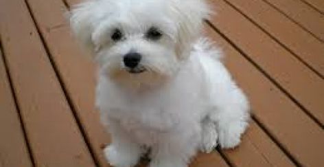 Cutest Small Dog Breeds, Maltese Poodle Mix, Maltese Puppies For Sale, Maltese Poodle, Toy Dog Breeds, Cute Small Dogs, Pet Allergies, Maltese Puppy, Best Dog Breeds