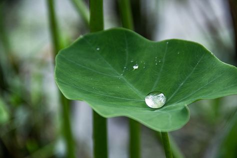 captured water drop on a taro leaf. Yam Leaves, Taro Leaf, Lightroom Picsart, Taro Root, Drama Queen, Grow Your Own Food, Garden Soil, Mural Painting, Medicinal Plants