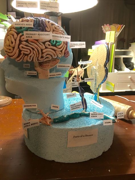 Ap Psychology Brain Project, Brain Project Model Psychology, Psychology Project, Brain Project, Ap Psych, Mental Health Week, Ap Psychology, Biology Projects, Poster Competition