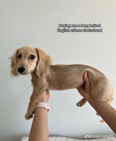 Blonde Daschund Puppies, Weenier Dog Puppies, Weiner Dog Puppies Long Haired, Blond Long Haired Dachshund, Blonde Long Hair Dachshund, Blonde Dachshund Puppy, Blonde Wiener Dog, Blonde Dashound, Mini Golden Retriever Dachshund