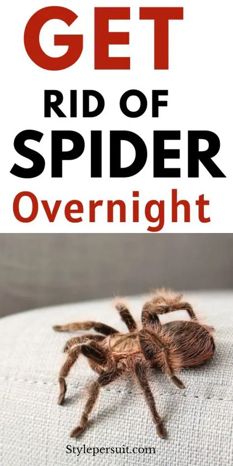 Getting Rid of Spiders: 15 Natural Ways to Keep Spiders Out of Your Home Repellent Diy, Home Remedies For Spiders, Spider Eggs, Spiders Repellent, Killing Weeds, House Bugs, Recluse Spider, Get Rid Of Spiders, Types Of Spiders