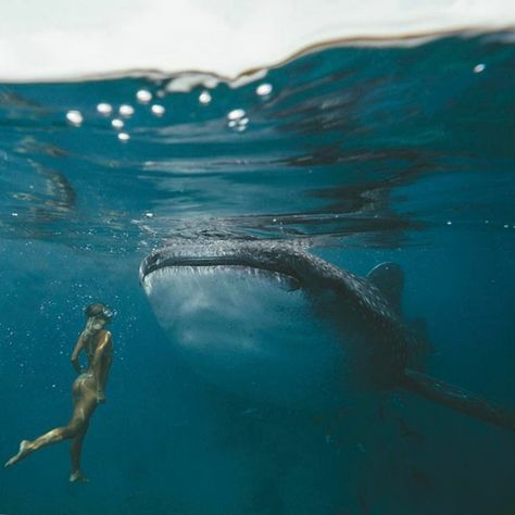 This Couple Makes Up To $9000 Per Instagram Photo While Traveling, And Here’s How They Do It | Bored Panda Swimming With Whale Sharks, Whale Sharks, Desired Reality, Wow Art, Marine Biology, Whale Shark, Ocean Creatures, Travel Instagram, Underwater Photography