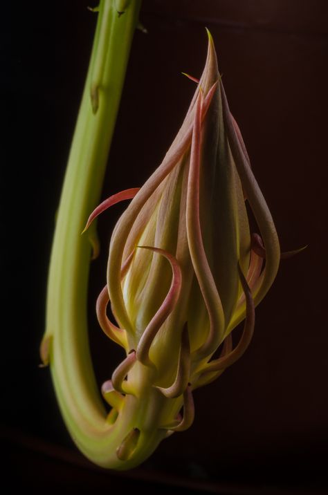 Night-blooming cereus before a bloom Source: http://imgur.com/yyD1WGg Floral Reference, Night Blooming Flowers, Photography Night, Night Flowers, Unusual Plants, Gardening Advice, Macro Photos, Botanic Garden, Exotic Plants