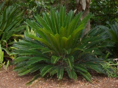 Sago Palm Care, Palm Trees For Sale, Sago Palm Tree, Crafting Flowers, Florida Landscaping, Sago Palm, Avocado Tree, Fast Growing Trees, Deciduous Trees