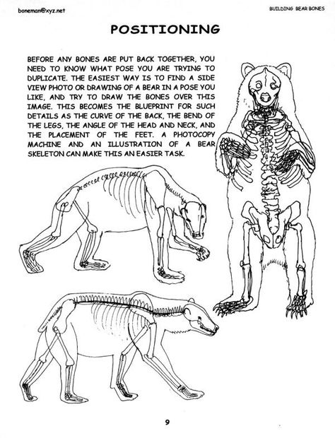 bear anatomy Bear Anatomy, Bear Skeleton, Learn To Draw People, Body Ideas, Drawing Anatomy, Skeleton Anatomy, Male Figure Drawing, Skeleton Drawings, Animal Skeletons