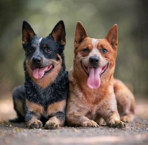 Red Heeler Puppies, Bandit And Chilli, Red Heeler Dog, Blue Heeler Dog, Austrailian Cattle Dog, Red Heelers, Cattle Dogs Rule, Heeler Dog, Heeler Puppies