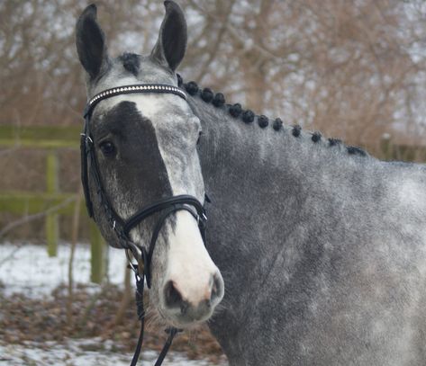 Blood mark on a black-based grey -  PokerFace Facial Markings, Stunning Horses, Unusual Horse, Horse Markings, Rare Horses, Horse Pics, Horse Colors, Horse Inspiration, Animals Photography