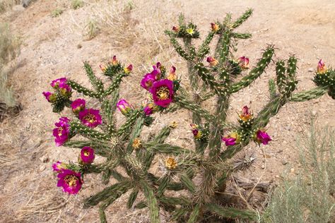 Blooming Cholla Cactus | naturetime Driftwood For Sale, Patio Areas, Cholla Cactus, Cactus Tattoo, Arizona Cactus, Driftwood Branch, Cactus Painting, Prickly Pear Cactus, Swag Bag