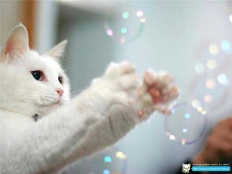 White Kitty Attempting to Catch the Bubbles. Diy Jouet Pour Chat, Cat Bubble, Heart Cats, Chat Diy, Cats White, Diy Cat Toys, Magical Images, Domestic Animals, Ideal Toys