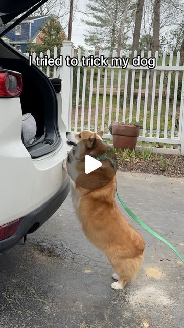 Corgi Puppy Videos, Funny Corgi Videos, Corgi Videos, Corgi Wallpaper, Corgi Stuff, Corgi Gif, Cute Corgi Puppy, Escape Artist, Funny Corgi