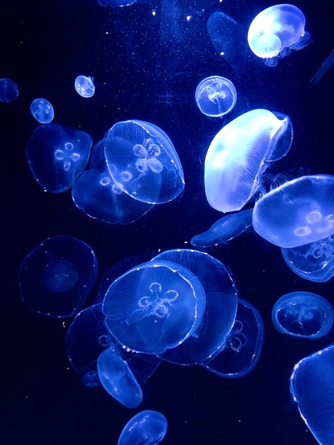 Blue Science Aesthetic, Blue Definition, Euphoria Blue Aesthetic, Neon Blue Aesthetic, Jellyfish Core, Neon Science Aesthetic, Blue Neon Aesthetic, Blue Core Aesthetic, Jellyfish Blue