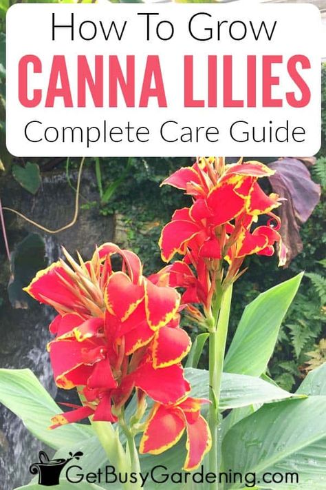 Canna Lillies In Pots, Canna Lilly In Pots, Canna Lily In Pots, Cannas In Pots, Cana Lilly Landscape, Canna Lilies In Containers, Cannas In Containers Pots, Cana Plants In Pots, Canna Lily Landscaping Ideas