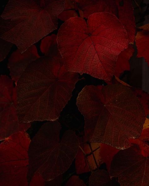 Fall Red Aesthetic, Autumn Red Aesthetic, Red Autumn Aesthetic, Deep Red Aesthetic, Jewelry Branding Ideas, Jewellery Branding, Uk Autumn, Maroon Aesthetic, Red Autumn