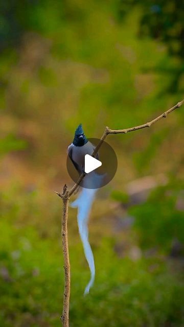 Dancing Birds Videos, Bird Dancing, Birds In Forest, Birds Singing Videos, Birds Chirping Video, Paradise Flycatcher, Flycatchers, One Percent, Reels Instagram