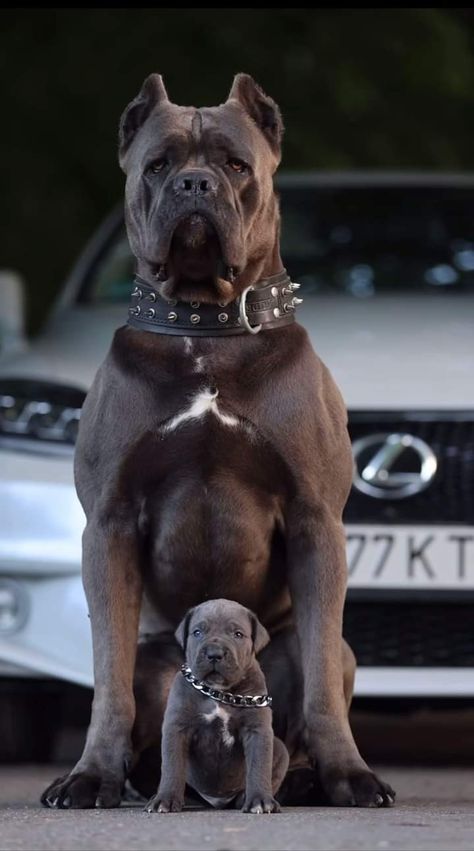 Cane Corso Dog Breed, Pitbull Dog Breed, German Shepherd Training, Italian Mastiff, Kennel Ideas, Mastiff Puppies, Cane Corso Dog, Corso Dog, Scary Dogs