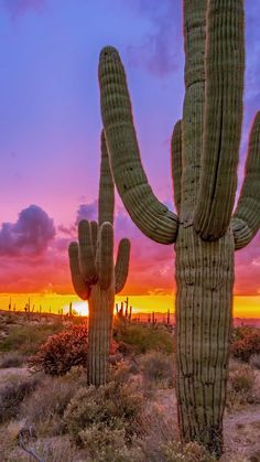 Desert Video, Arizona Sunrise, Cactus Sunset, Sunsets And Sunrises, Desert Aesthetic, Alabama Travel, Arizona Sunset, Arizona Landscape, High Desert