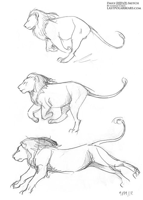 Daily_Animal_Sketch_118 Feline Reference, Zoo Drawing, Bear Sketch, Lion Sketch, Animal Sketch, Pencil Drawings Of Animals, Lion Drawing, Drawing Animals, In The Zoo