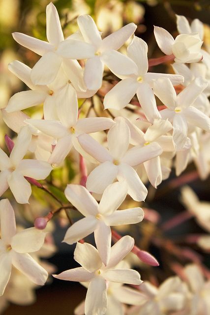 Jasmin Summer Scent, Jasmine Flower, Exotic Flowers, Beautiful Blooms, Lily Of The Valley, Ikebana, Love Flowers, Amazing Flowers, My Flower