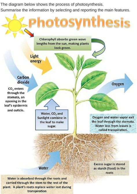 Writing task 1:Process Questions | kristybui Photosynthesis Projects, Plant Biology, Plant Lessons, Biology Plants, Ielts Writing, Biology Lessons, Science Notes, Essay Questions, Greenhouse Plans