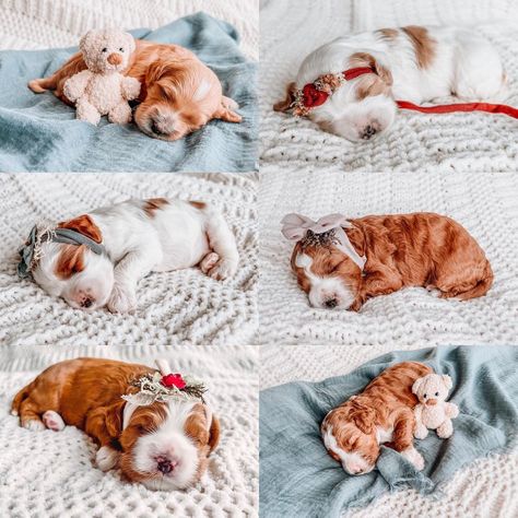 Newborn Dog Photoshoot, Puppy Photoshoot Ideas Fall, Newborn Puppies Photography, Puppies Photoshoot Ideas, Newborn Puppy Photoshoot Ideas, Puppy Litter Photoshoot Ideas, Puppy Picture Ideas, Puppy Photoshoot Ideas, Puppy Photoshoot