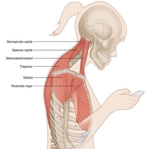 Punkty Spustowe, Neck Pain Exercises, Sternocleidomastoid Muscle, Forward Head Posture Exercises, Neck And Shoulder Exercises, Neck And Shoulder Muscles, Forward Head Posture, Pectoral Muscles, Body Wellness