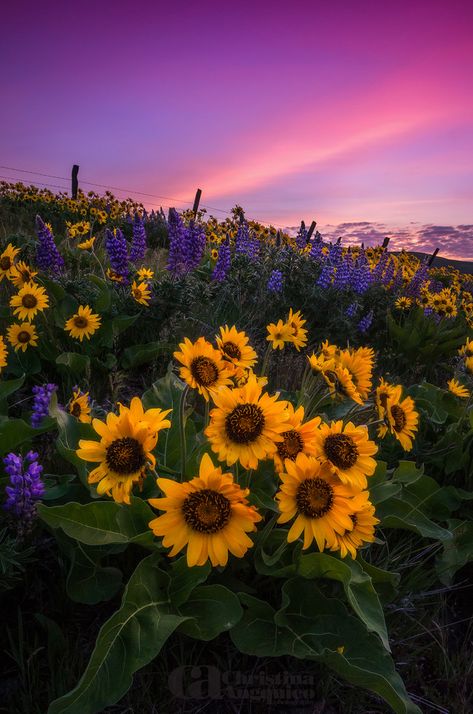 Sunflower Iphone Wallpaper, Sunflowers And Daisies, Sunflower Pictures, Sunflower Garden, Sunflower Wallpaper, Sunflower Art, Backgrounds Phone Wallpapers, Sunflower Fields, Beautiful Sunrise