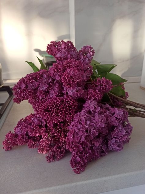 #flowers #lilac #aesthetic #sun #beautiful Lilac Aesthetic Flowers, Lilacs Flowers Aesthetic, Lilac Aesthetic, Flowers Lilac, Aesthetic Sun, Lilac Bouquet, Syringa Vulgaris, Sun Beautiful, Nothing But Flowers