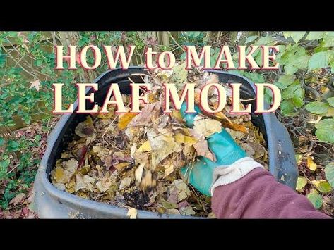 How to make Leaf Mould (Mold) the Easy Way - YouTube Leaf Mould, Leaf Compost, Leaf Mold, Pony Bead Patterns, Low Maintenance, Molding, The Creator