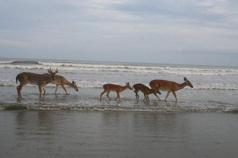 Deer on Beach Kiawah Kiawah Island South Carolina, Seabrook Island, Carolina Coast, Beach Village, South Carolina Beaches, Beaufort Sc, Pawleys Island, Kiawah Island, Island Getaway