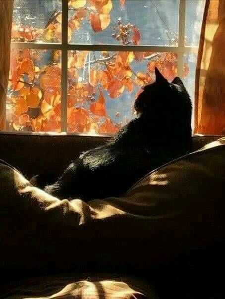 A Black Cat, A Black, Autumn Leaves, Black Cat, Black