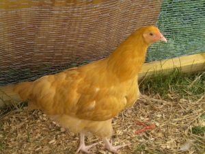 Buff Orpington Rooster, Buff Orpingtons, Buff Orpington Hen, Buff Orpington, Who's Who, Farm Life, Hen, Rooster