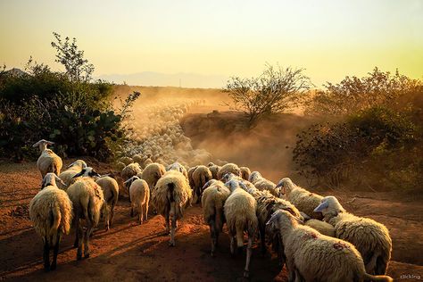 sheep-herds-around-the-world-18 Baa Baa Black Sheep, Fields Of Gold, Woodland Art, Sheep Farm, Sheep And Lamb, The Shepherd, Bird Pictures, Farm Yard, Animal Planet