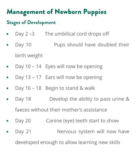 Preparing For A Litter Of Puppies, Getting Ready For Puppy Birth, Whelping Supplies List, Puppy Breeding Setup, Puppy Development Stages, Caring For Newborn Puppies, Puppy Birthing Area, Breeder Puppy Pack Ideas, Breeding Dogs Tips