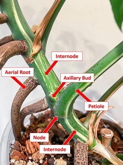 Houseplant Guide, Propagating Monstera, Monstera Houseplant, Deliciosa Plant, Monstera Plant Care, Lucky Plant, Indoor Greenery, Household Plants, Plant Care Houseplant