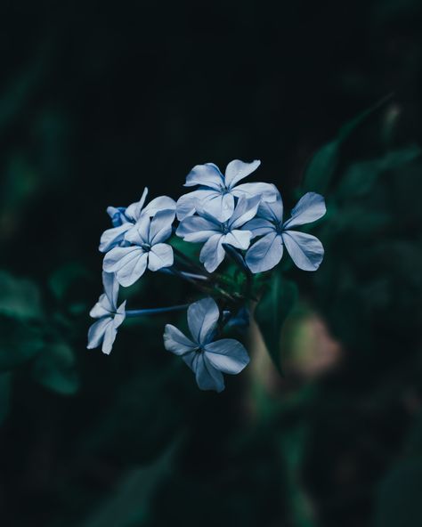 blue flower in tilt shift lens photo – Free Mutare Image on Unsplash Geraniums Aesthetic, Geranium Aesthetic, Blue Geranium, Blue Flower Wallpaper, Qhd Wallpaper, Nature Iphone Wallpaper, Geranium Flower, Flowers Photography Wallpaper, Travel Wallpaper