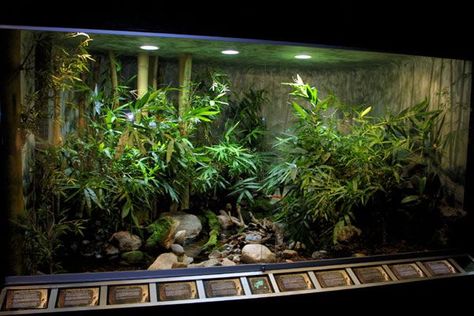 Bitis gabonica Biotope Dart Frog Vivarium, Tropical Terrariums, Snake Enclosure, Gecko Terrarium, Aquarium Terrarium, Reptile House, African House, Reptile Terrarium, Reptile Habitat