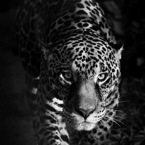 Animal Print Black And White, White Aesthetic Photography, Jaguar Animal, Black And White Photo Wall, Black And White Picture Wall, Gray Aesthetic, Print Black And White, Black And White Painting, Black Picture