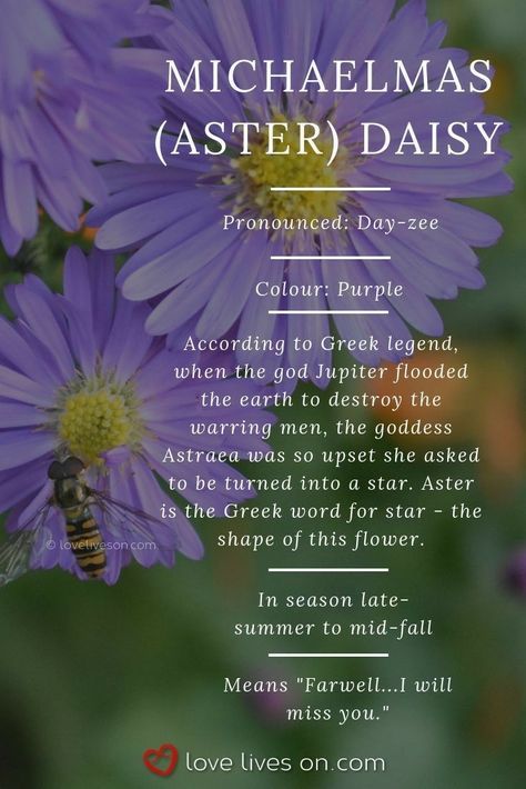 Purple Flowers Meaning, Daisy Meaning, Meaning Flowers, Colour Meanings, Michaelmas Daisy, Flowers Daisy, Flower Colour, Flower Meanings, Herbal Magic