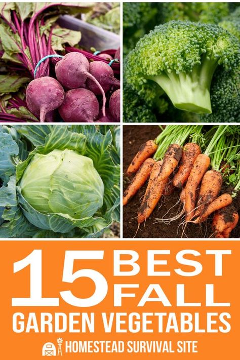 There are certain vegetables that do particularly well in the fall. Broccoli, cabbage, cauliflower, garlic, spinach... these vegetables seem to prefer weather that gradually gets cooler during the season. Certain vegetables, such as carrots and kale, actually get sweeter after the a frost. Here's a list of the best vegetables to plant for a fall harvest. Fall Planting Vegetables, Fall Garden Preparation, Pioneer Living, Cabbage Cauliflower, Suburban Homestead, Fall Vegetables To Plant, Growing Winter Vegetables, Vegetables To Plant, Best Vegetables