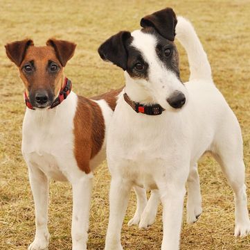 Smooth Fox Terriers adopt-a-pet. 💋 Miniature Fox Terrier, Fox Terrier Smooth, Fox Terrier Chileno, Fox Terrier Puppy, Terrier Rescue, Wirehaired Fox Terrier, Smooth Fox Terriers, Fox Terriers, Disabled Dog